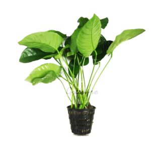 Anubias Broad Leaf XL