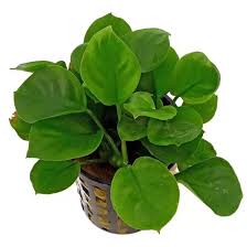 Anubias Barteri Round Coin Leaf