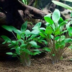 Cryptocoryne Wendti Green