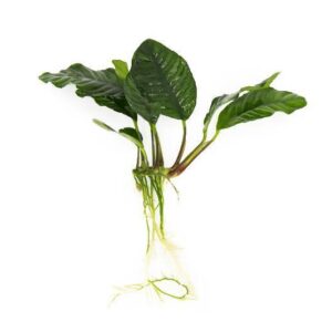 Anubias Coffefolia